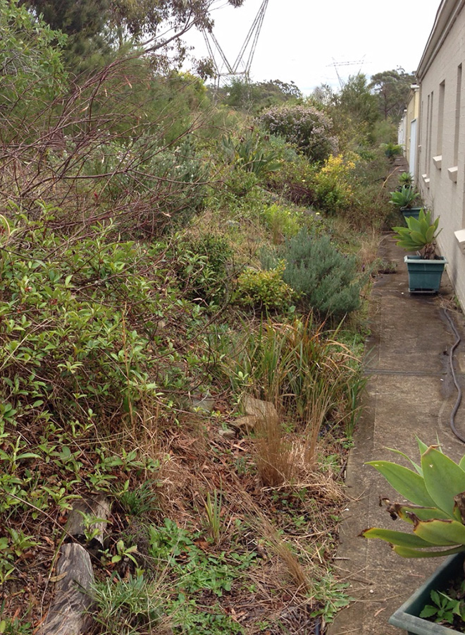 Garden Revamp - Before